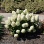Hydrangea Paniculata – Little Lime Punch – #2 Container